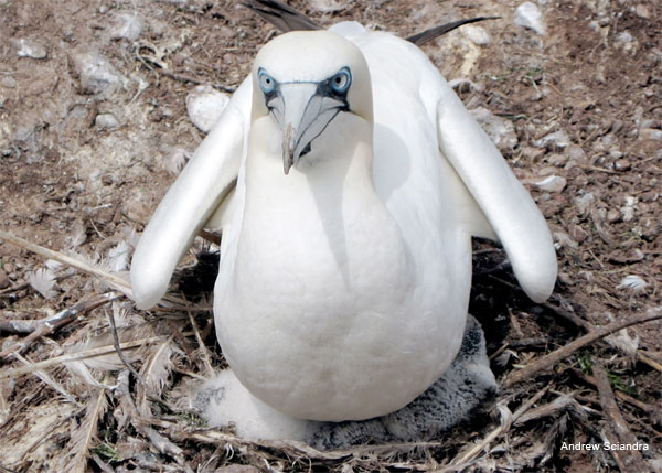 Northern Gannet and Chick by Andrew Sciandra