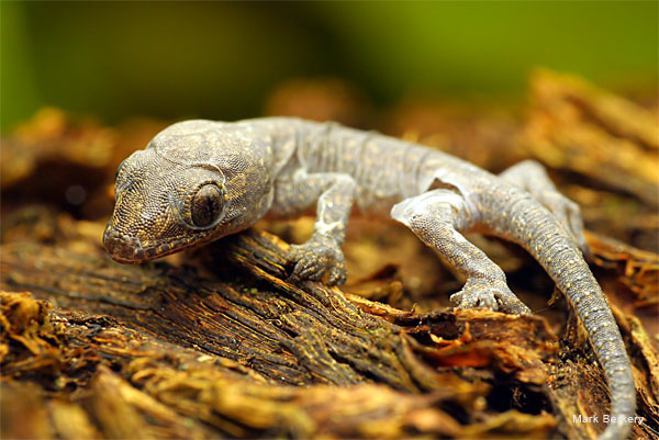 Asian House Gecko by Mark Berkery