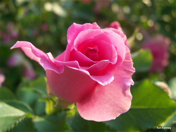 Pink Rose by Kim Kenney