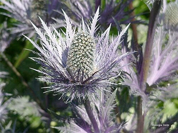 Alaskan Thistle In Silver Lavender Shades by Georgia Seitz