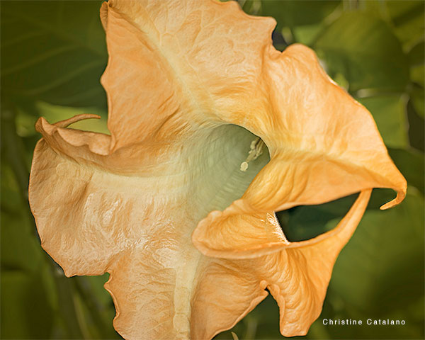 Angel Trumpet by Christine Catalano