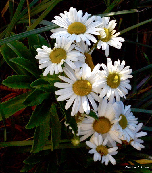 Dark Daisies by Christine Catalano