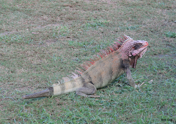 St. Thomas Golf Hazard by Bob See